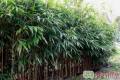 Palmy i bambusy ogrodowe - egzotyka w ogrodzie - SKLEP WYSYKOWY